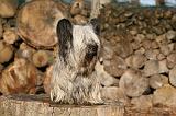 SKYE TERRIER 005